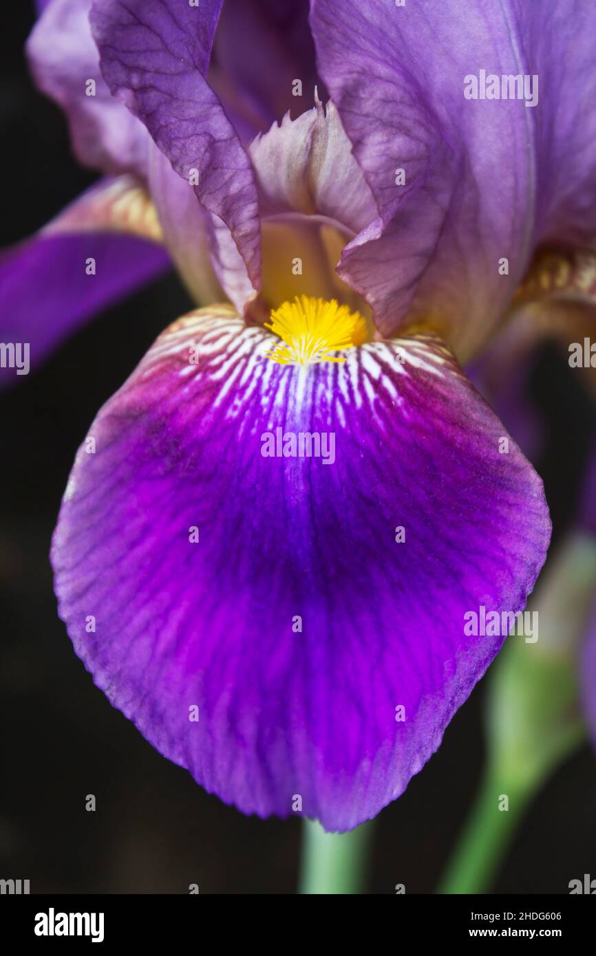 giglio di spada, gigli di spada Foto Stock