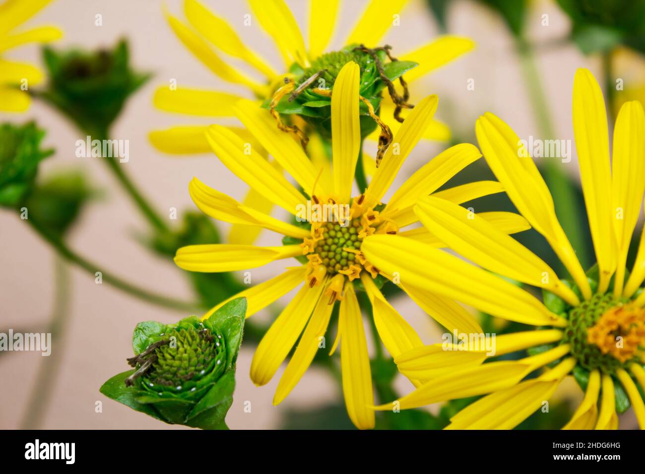 silfio perfoliatum, pianta di tazza Foto Stock