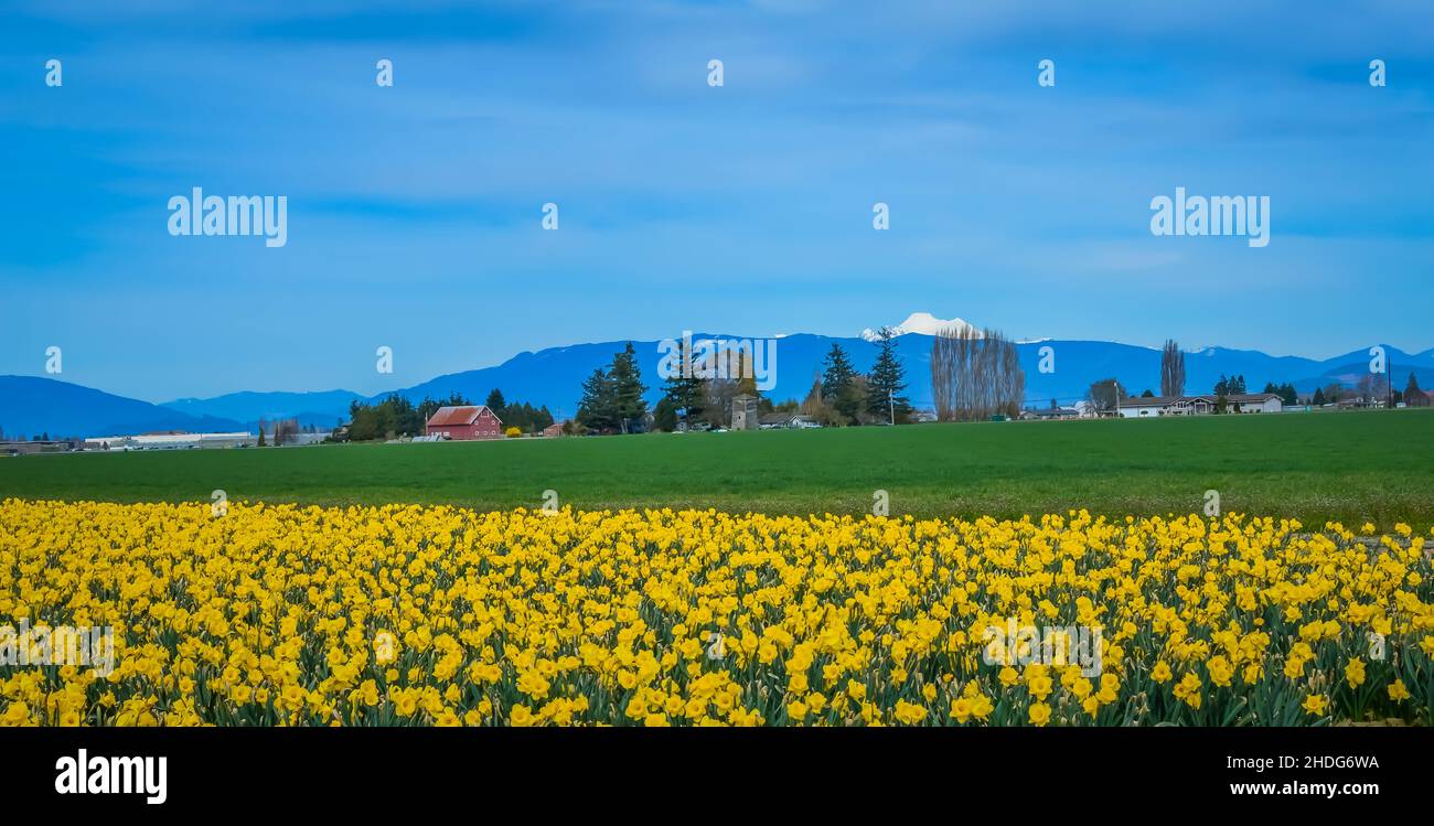 Daffodil Campagna sfondo Foto Stock