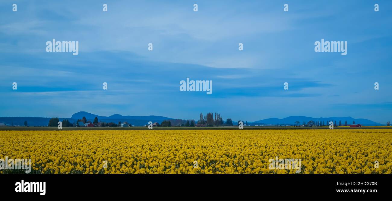 Daffodil Campagna sfondo Foto Stock