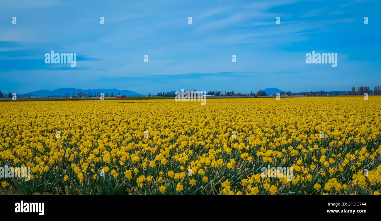 Daffodil Campagna sfondo Foto Stock
