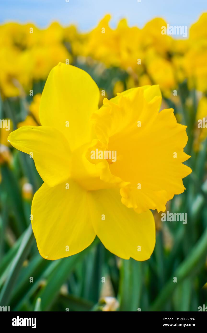 Daffodil Campagna sfondo Foto Stock