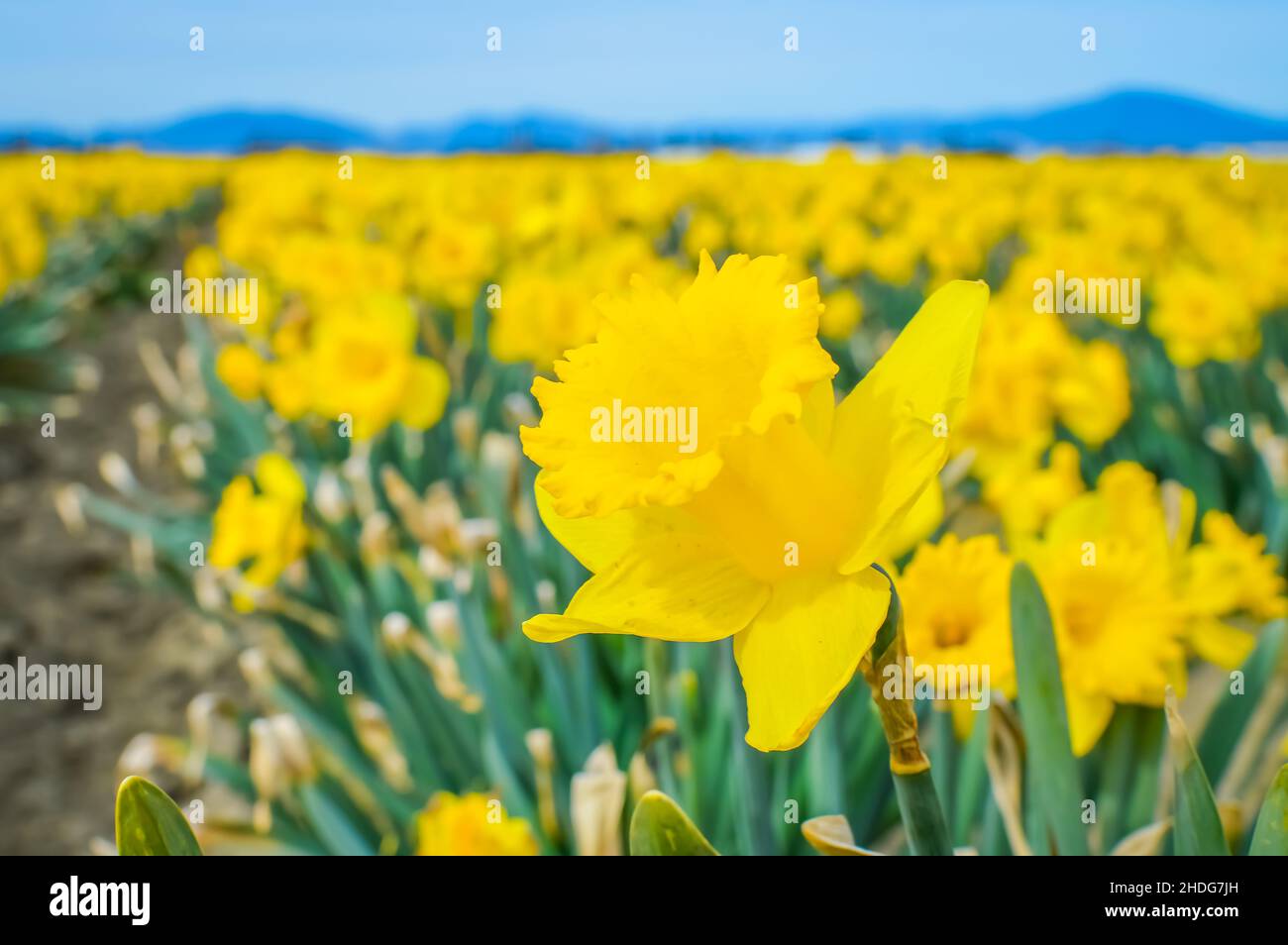 Daffodil Campagna sfondo Foto Stock