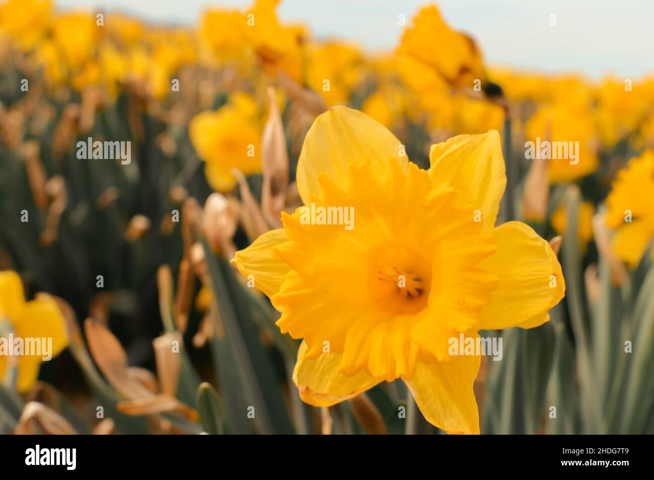 Daffodil Campagna sfondo Foto Stock