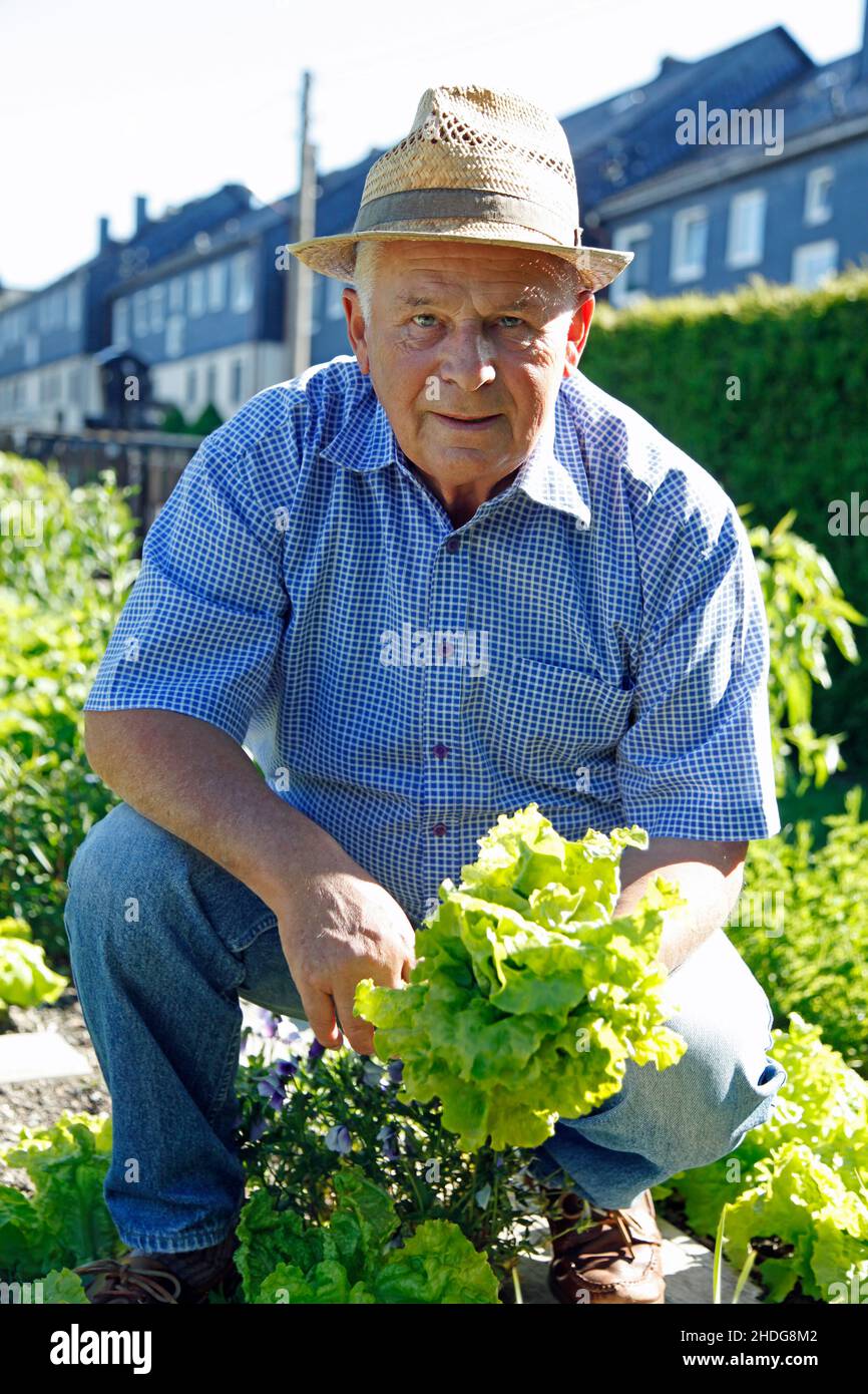 senior, giardinaggio, anziani, anziani, anziani, cura di pianta, tendente di piante Foto Stock