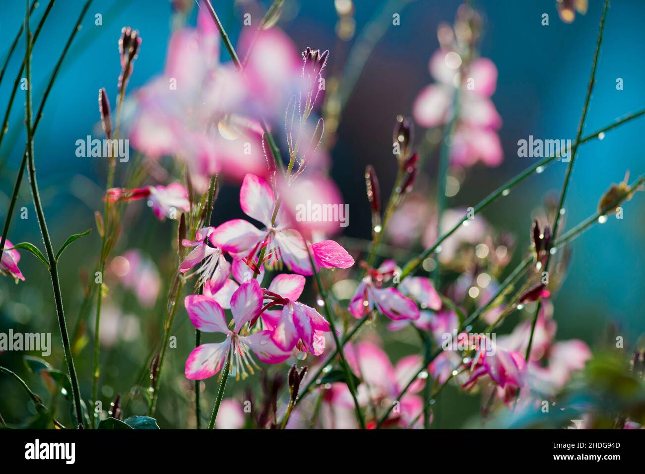 gaura lindheimeri, fiore di lindheimer, enothera lindheimeri Foto Stock