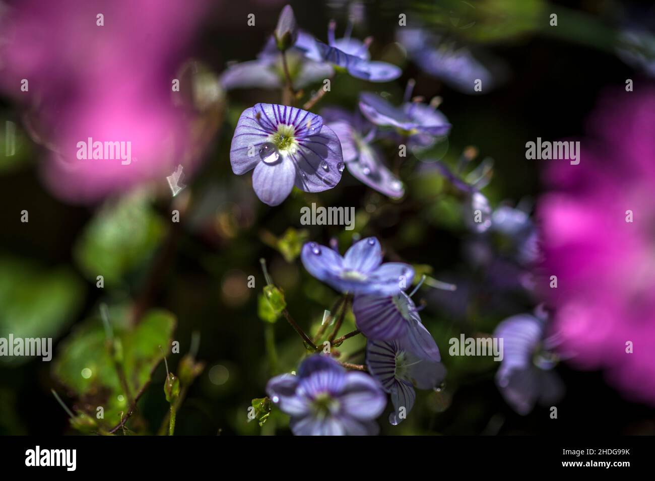 cenere cranesbill Foto Stock