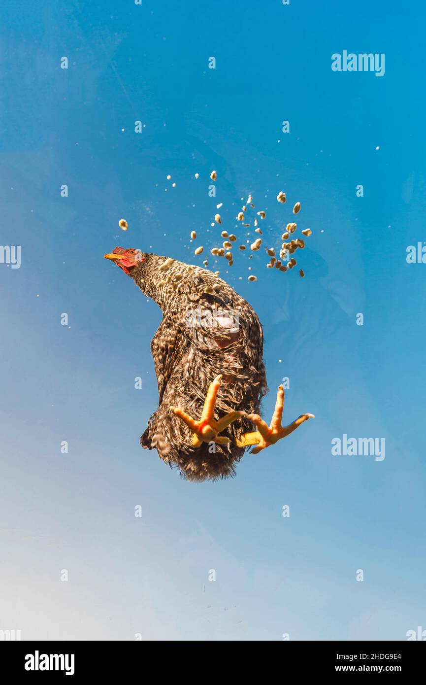 vista dell'occhio del verme, pollo, punti di vista, colpo ad angolo basso, polli, percezione, punto di vista Foto Stock