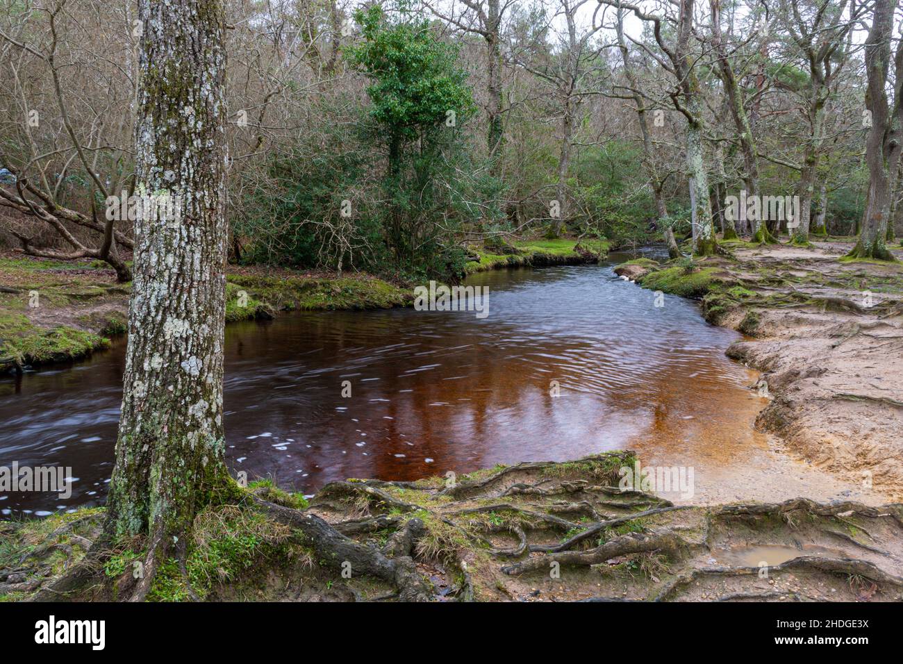 Vista invernale di un fiume attraverso il bosco a Puttles Bridge nel New Forest National Park, Hampshire, Inghilterra, Regno Unito, durante il mese di gennaio Foto Stock