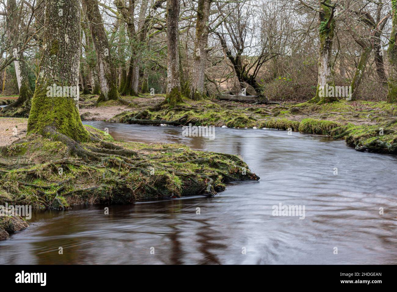 Vista invernale di un fiume attraverso il bosco a Puttles Bridge nel New Forest National Park, Hampshire, Inghilterra, Regno Unito, durante il mese di gennaio Foto Stock
