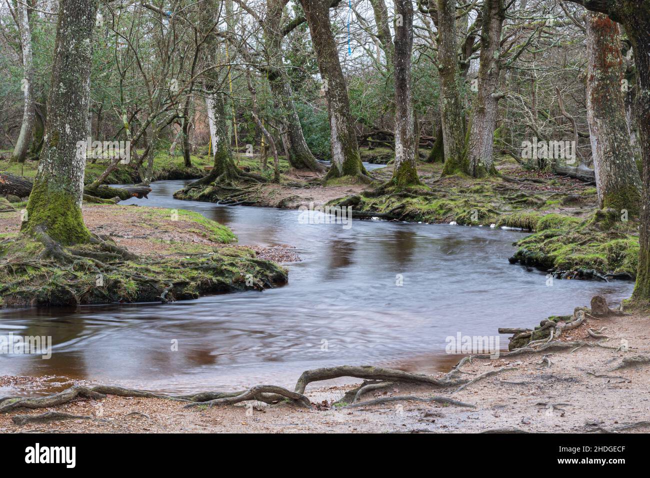 Vista invernale di un fiume attraverso il bosco a Puttles Bridge nel New Forest National Park, Hampshire, Inghilterra, Regno Unito, durante il mese di gennaio Foto Stock