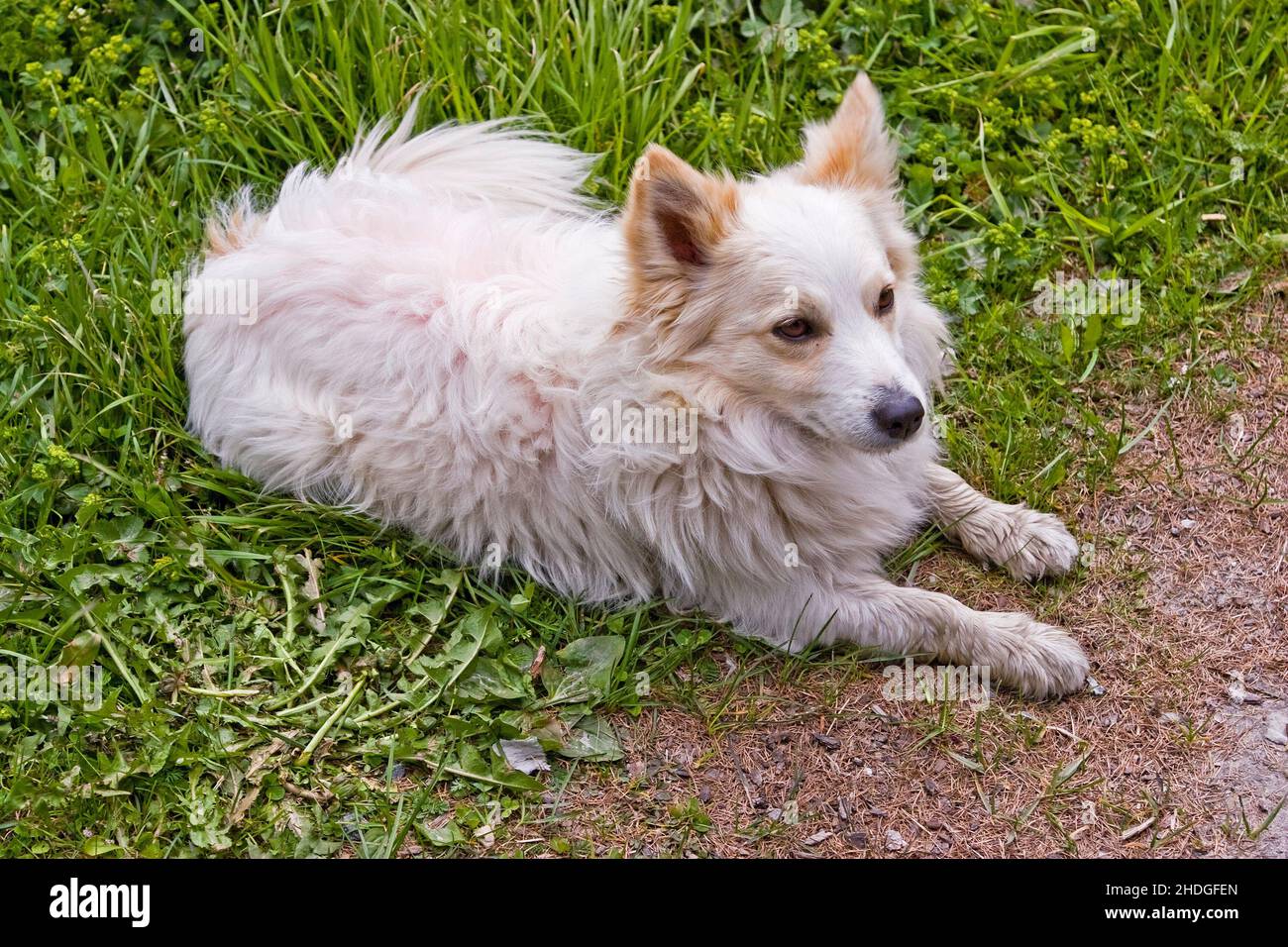 cane, acuto, cani, acuti Foto Stock