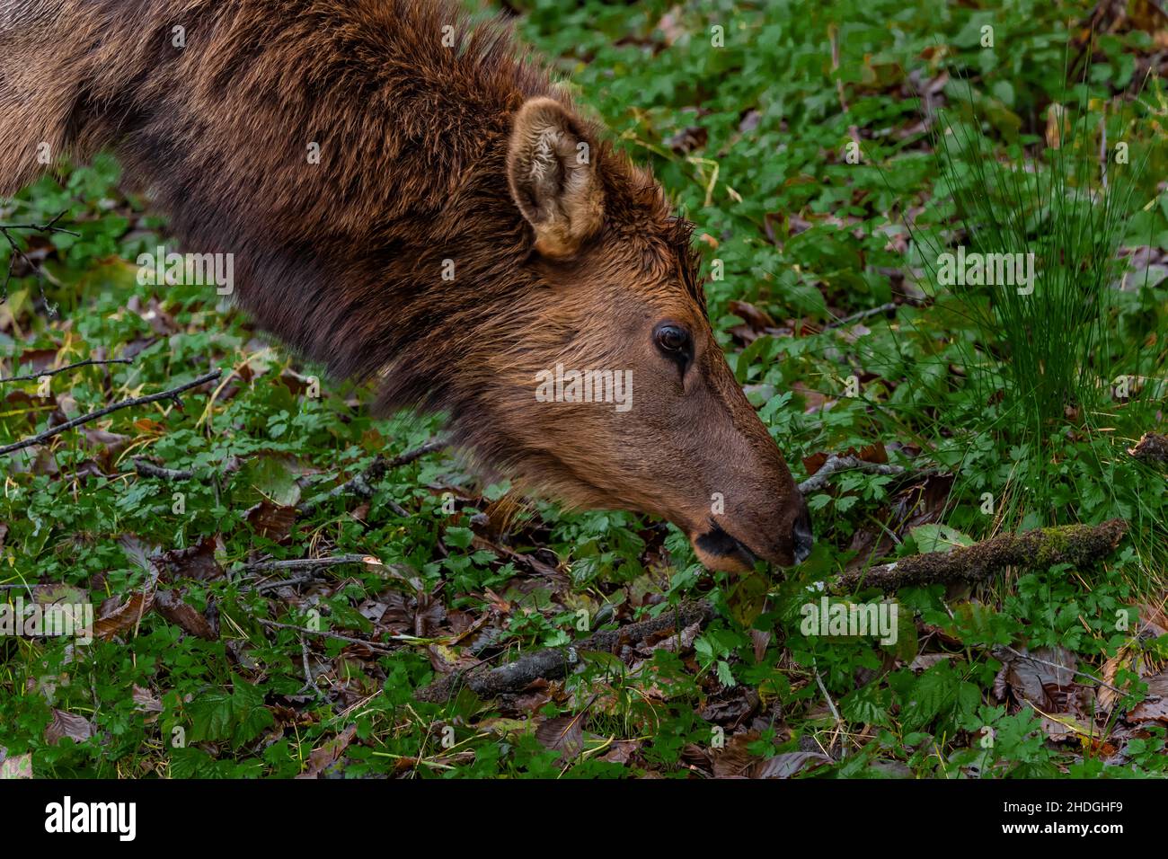 Roosevelt Elk, Cervus canadensis roosevelti, pascolo a Gold Bluffs Beach in Redwood National and state Parks, California, USA Foto Stock