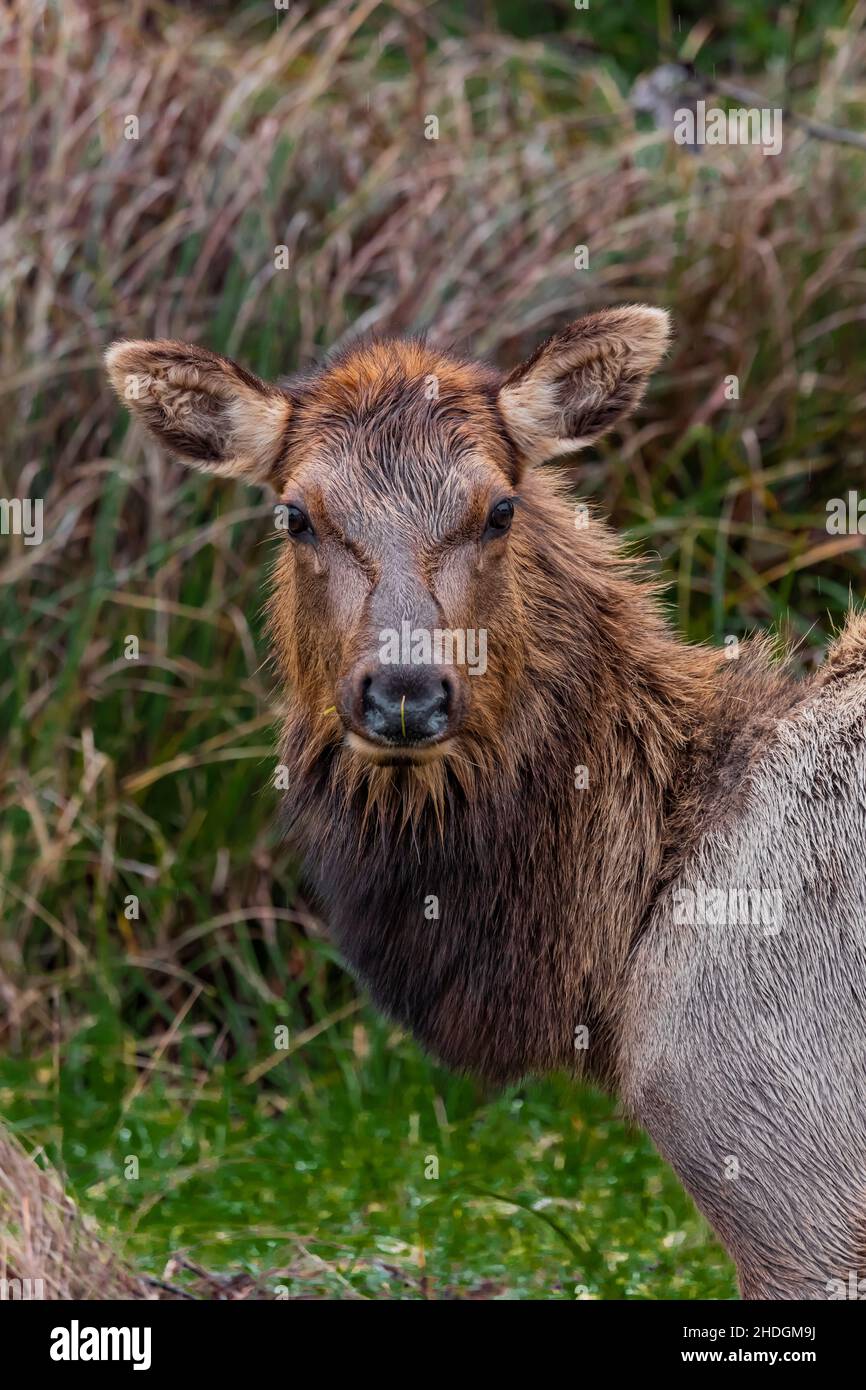 Roosevelt Elk, Cervus canadensis roosevelti, pascolo a Gold Bluffs Beach in Redwood National and state Parks, California, USA Foto Stock