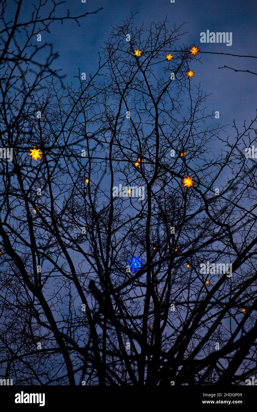 albero, luci di natale, poinsettia, alberi, luce di natale, poinsettias Foto Stock