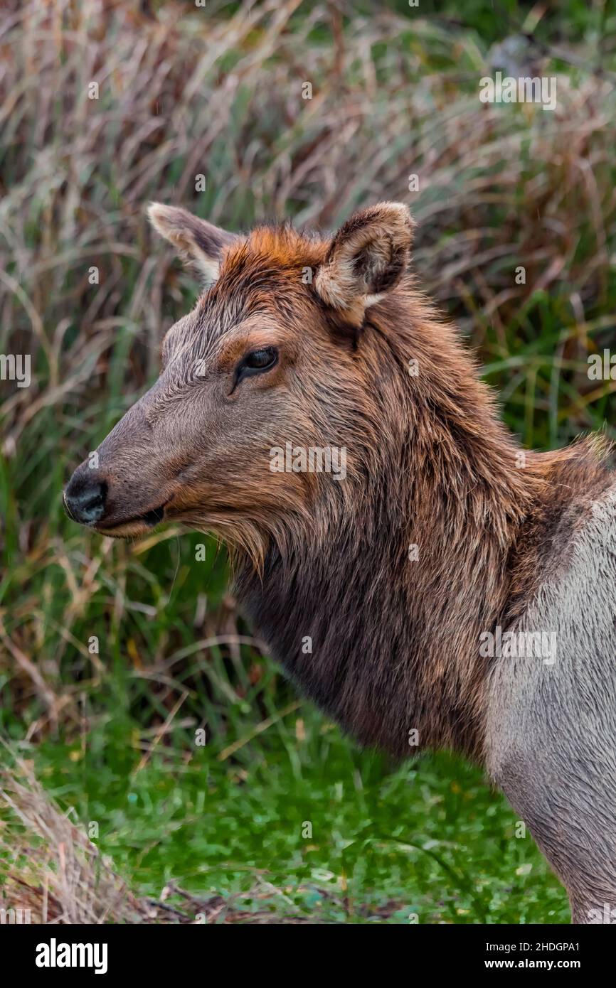 Roosevelt Elk, Cervus canadensis roosevelti, pascolo a Gold Bluffs Beach in Redwood National and state Parks, California, USA Foto Stock