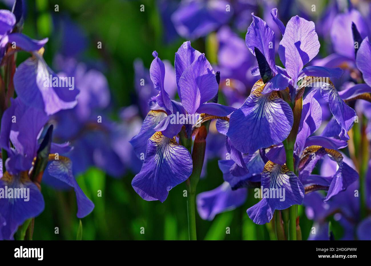 Siberian iris Foto Stock