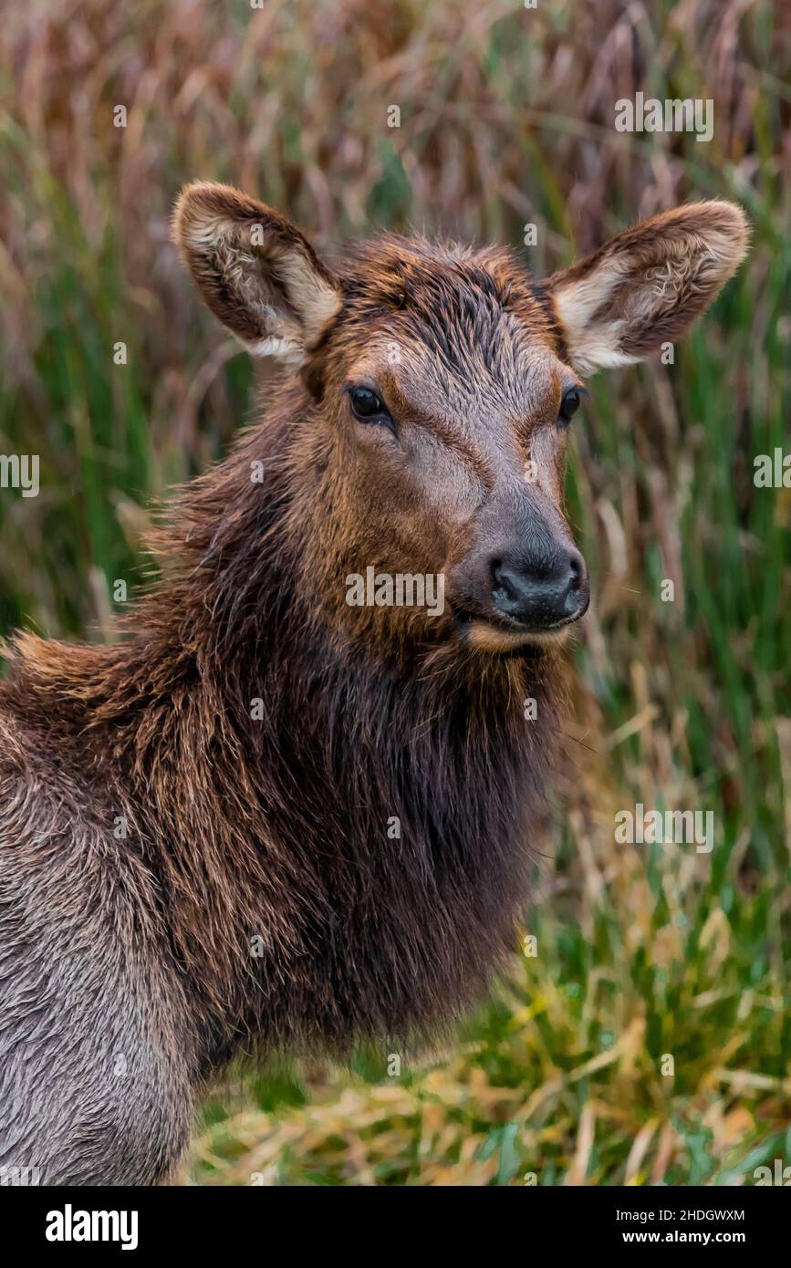 Roosevelt Elk, Cervus canadensis roosevelti, pascolo a Gold Bluffs Beach in Redwood National and state Parks, California, USA Foto Stock