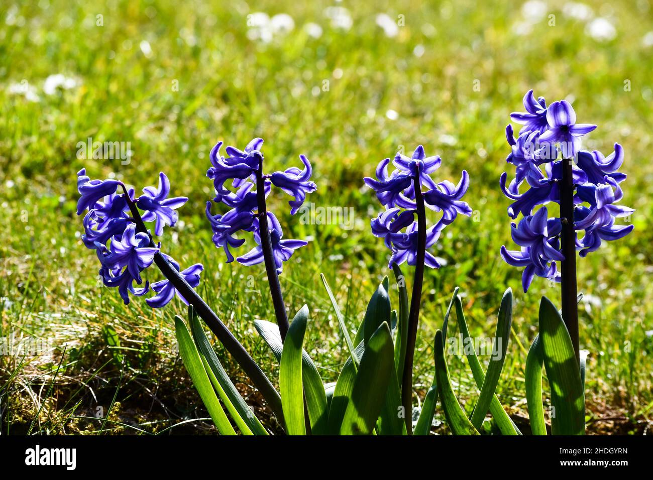 Bellissimi giacinti blu che sono illuminati dal sole Foto Stock