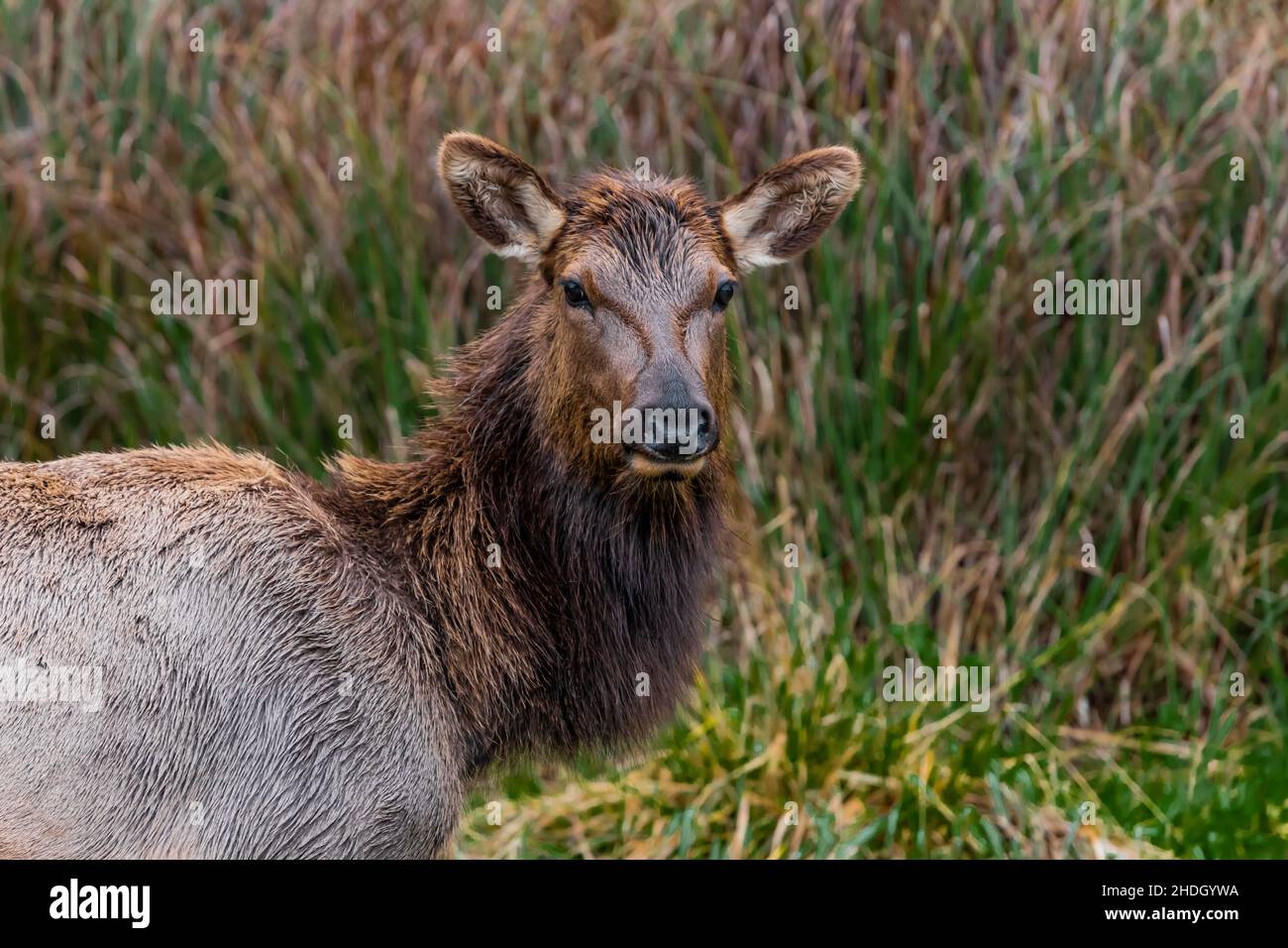 Roosevelt Elk, Cervus canadensis roosevelti, pascolo a Gold Bluffs Beach in Redwood National and state Parks, California, USA Foto Stock
