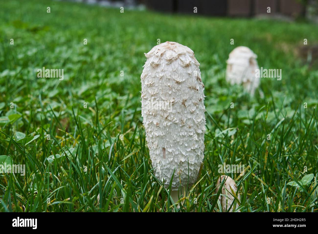 Primo piano con profondità di campo poco profonda di funghi bianchi che crescono nel giardino tra erba verde. Foto Stock