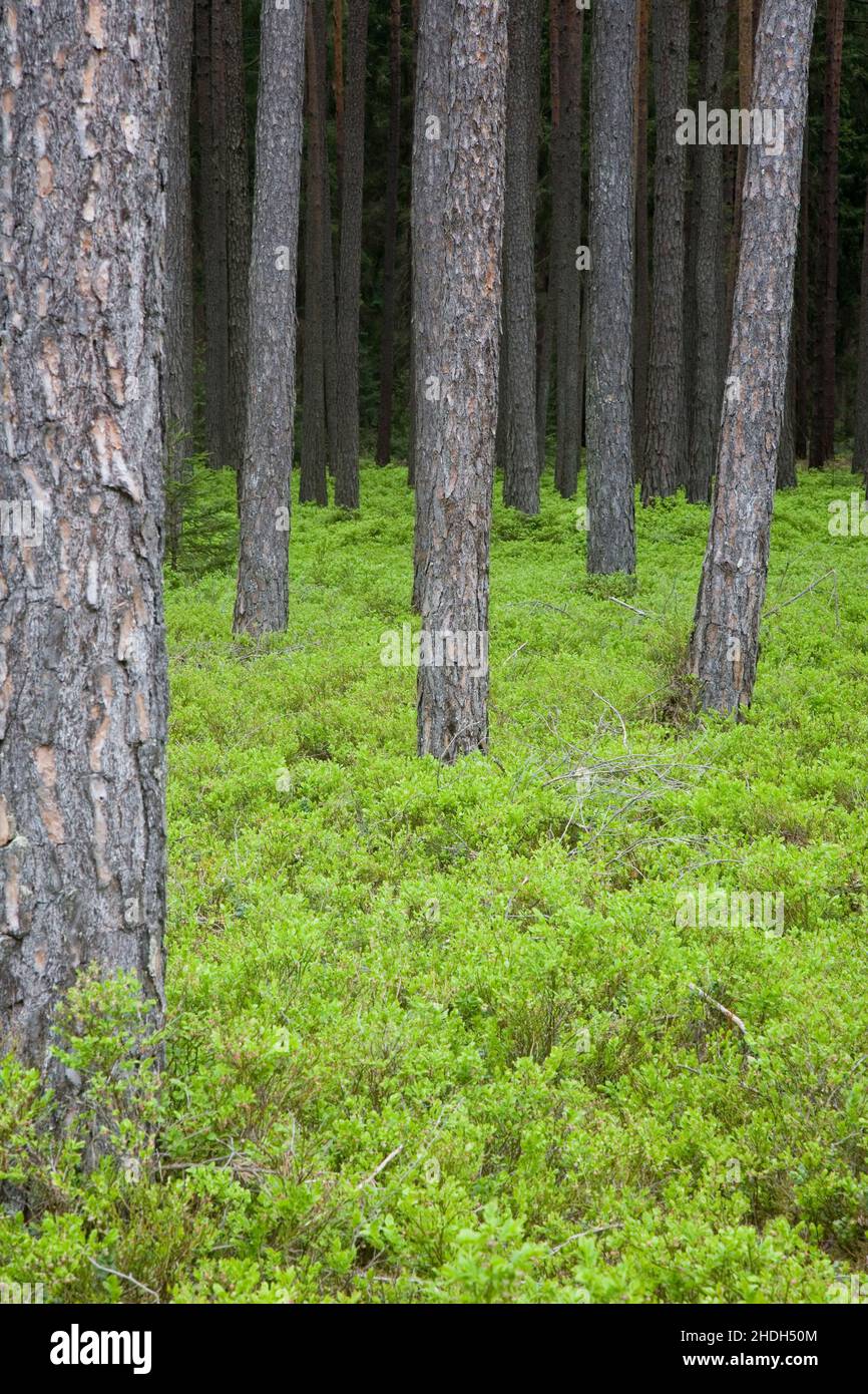 tronco di albero, conifere, foresta, tronchi, foreste, legno, bosco, bosco Foto Stock