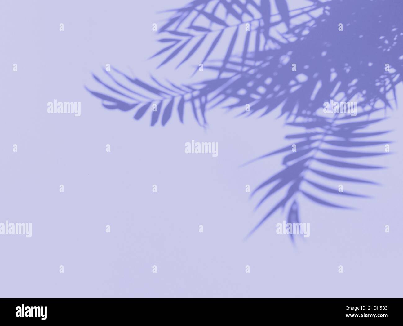 Ombra di foglie di palma su viola molto peri sfondo floreale Foto Stock