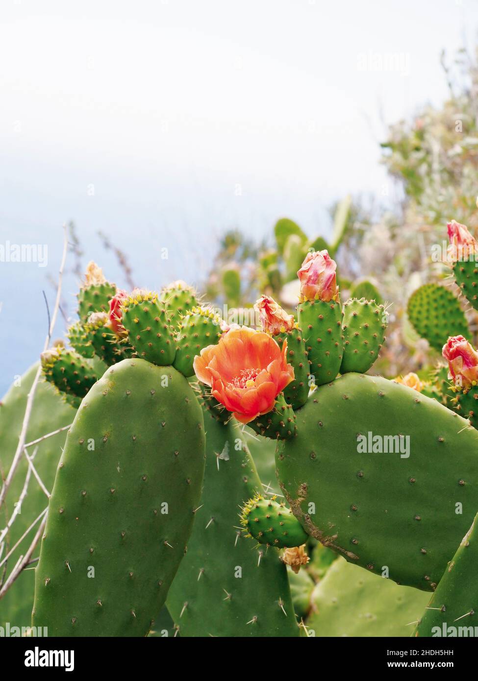 fiore, cactus, fiori, cactis Foto Stock