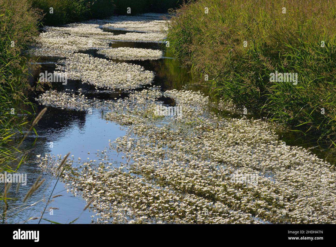 pianta d'acqua, bicchiere d'acqua, piede d'acqua, piante d'acqua, bicchieri d'acqua Foto Stock