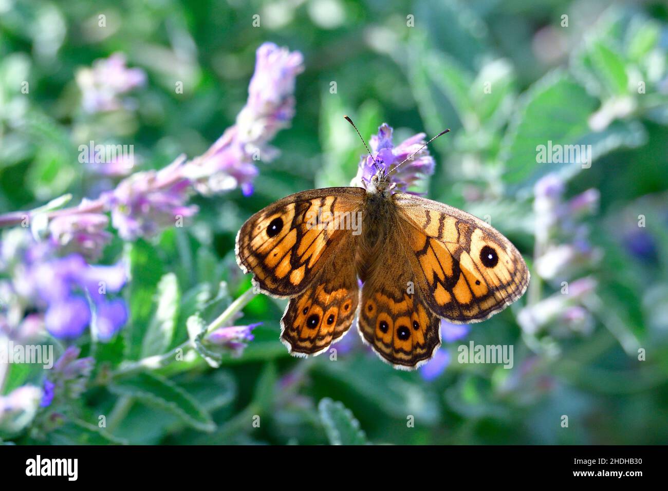 farfalla, muro marrone, farfalle Foto Stock