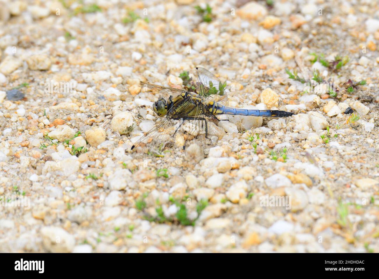 skimmer con fodera nera, skimmer con fodera nera Foto Stock