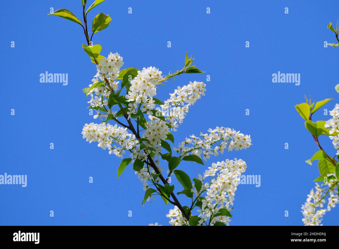 prunus serotina Foto Stock