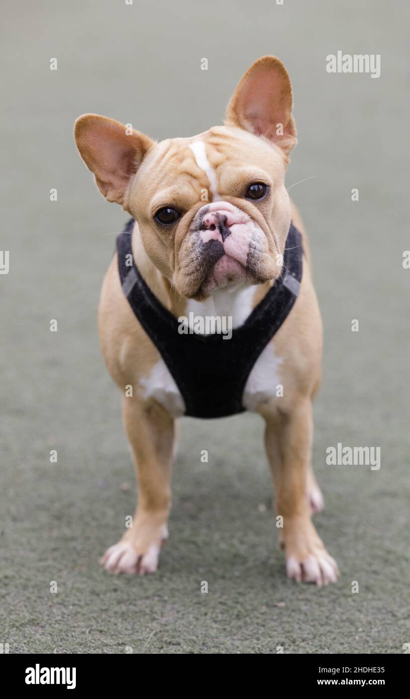 Frenchie femmina di 2 anni di età con naso splotchy farfalla con mix di pigmenti neri e rosa. Foto Stock