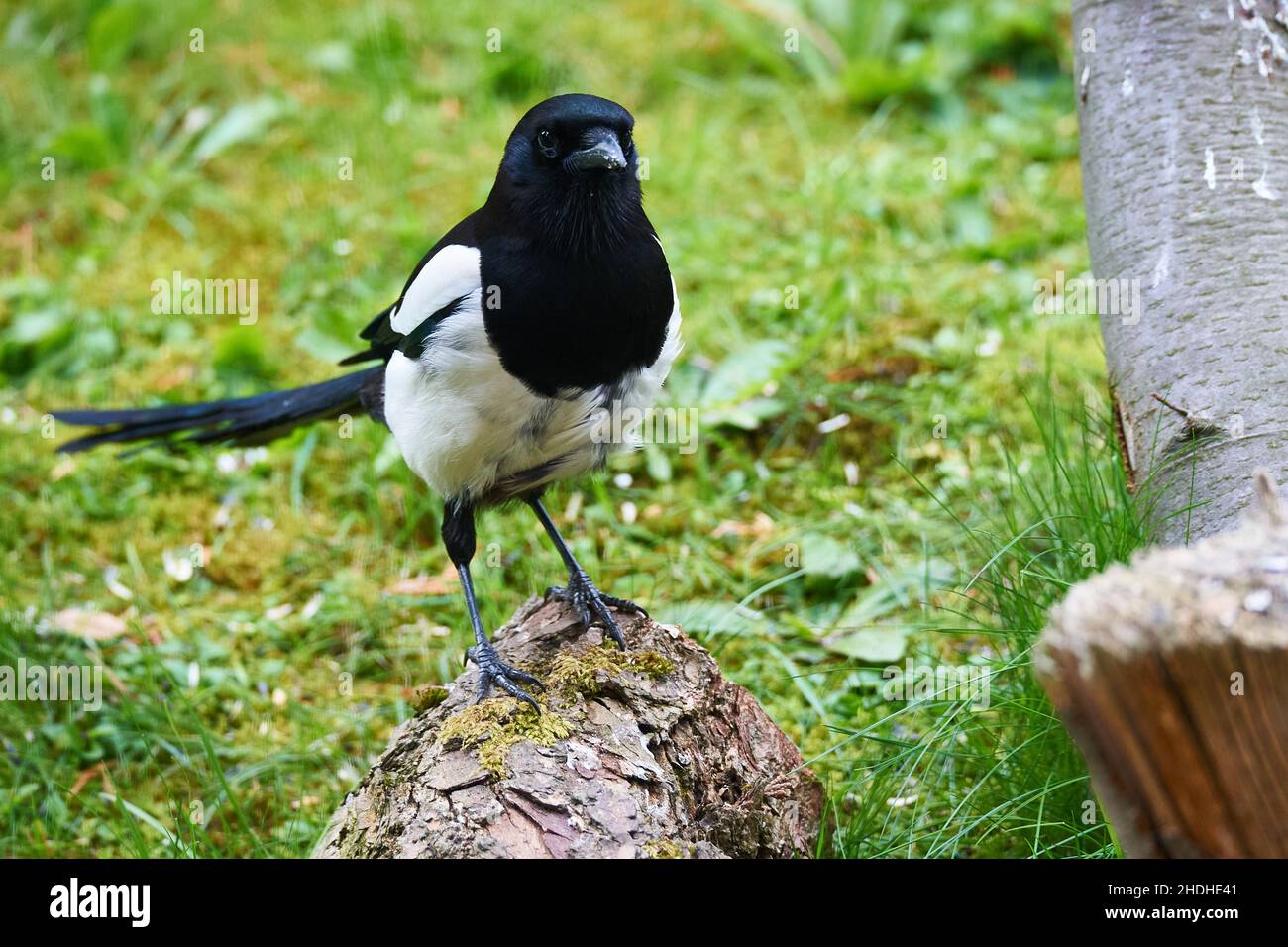 magpie europee, magpie europee Foto Stock