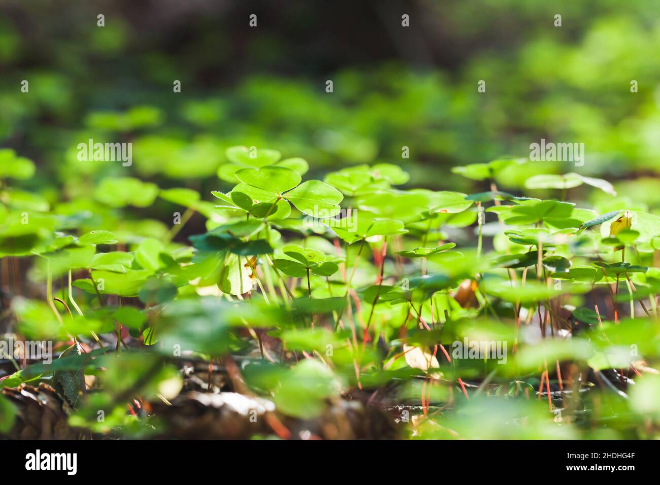 Le foglie verdi sono esposte alla luce del sole in una giornata estiva. Oxalis acetosella che cresce in una foresta Foto Stock