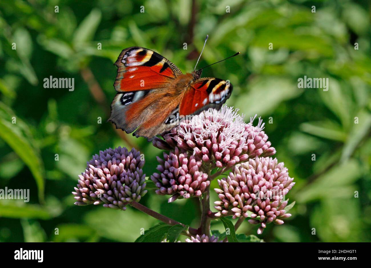 farfalla, farfalla di pavone, wasserdost, farfalle, farfalle di pavone Foto Stock