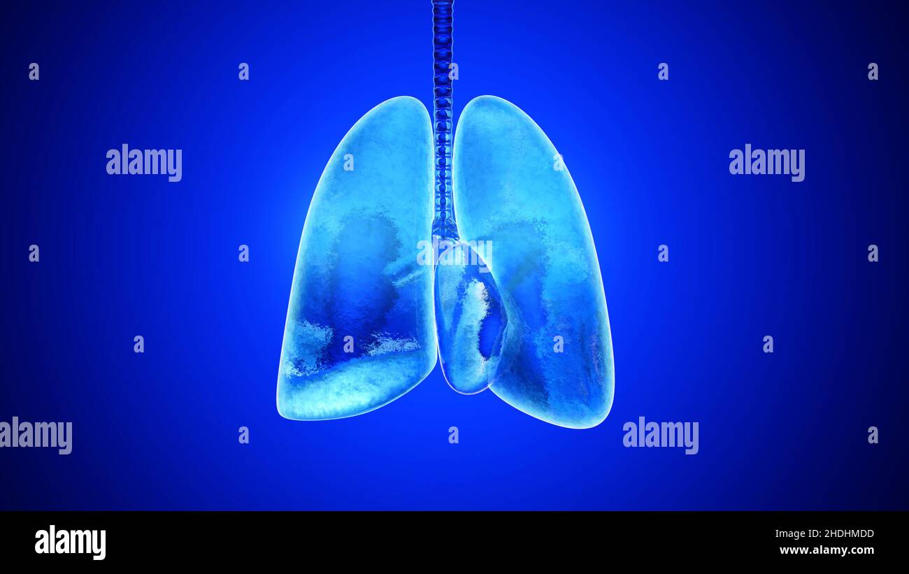 polmone, anatomia, polmoni, anatomie Foto Stock