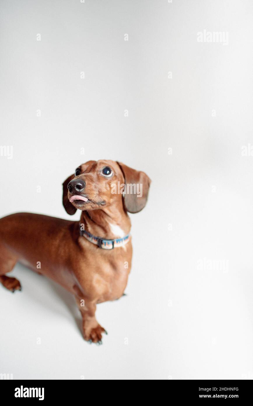 Il grazioso dachshund dai capelli corti purebred si erge su uno sfondo bianco. Dolce piccolo marrone wiener cane. Il cane purebred si erge su sfondo bianco. Foto Stock