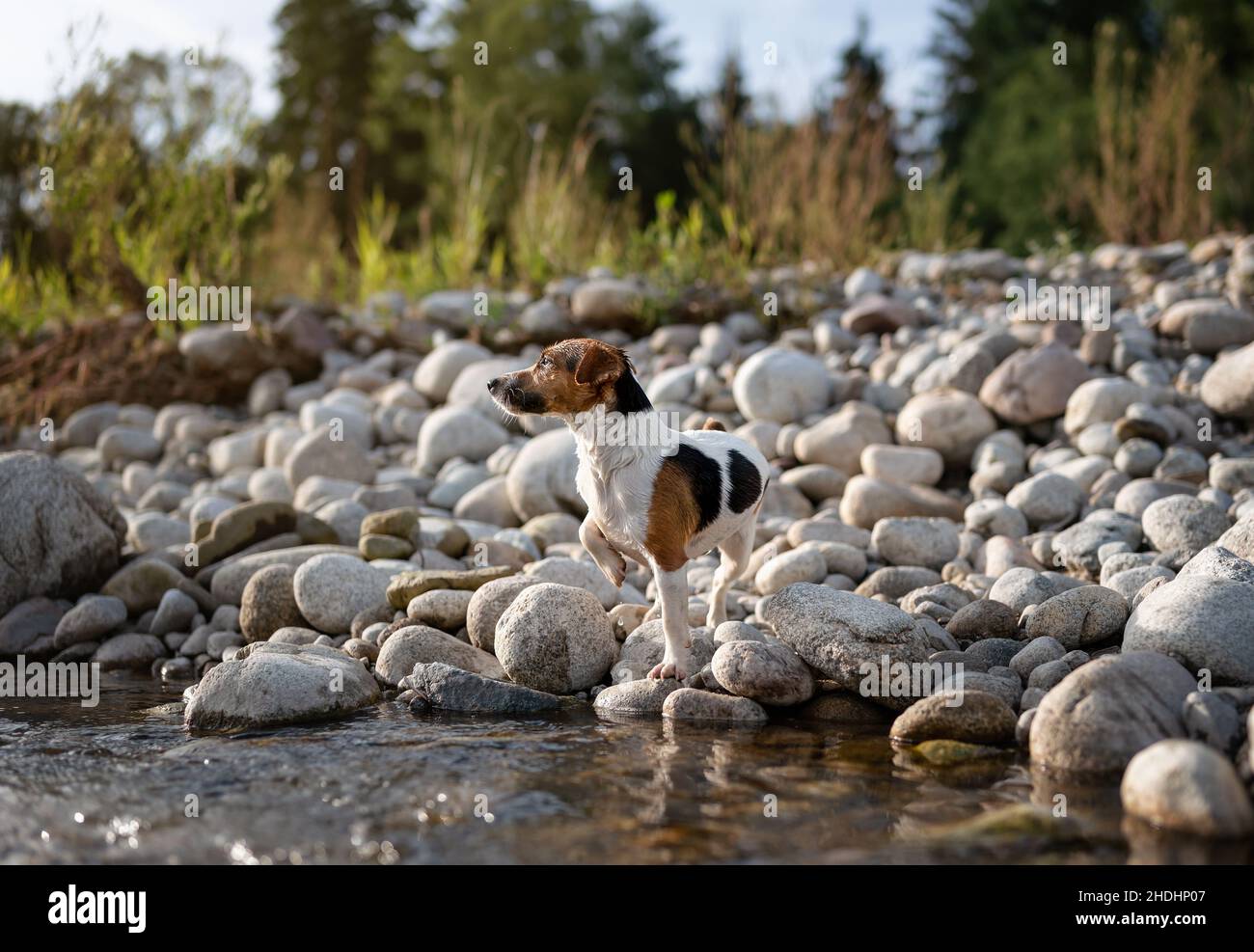Piccolo Jack Russell terrier camminando vicino al fiume, la sua pelliccia bagnata dal nuoto, una gamba in su, guardando curioso Foto Stock