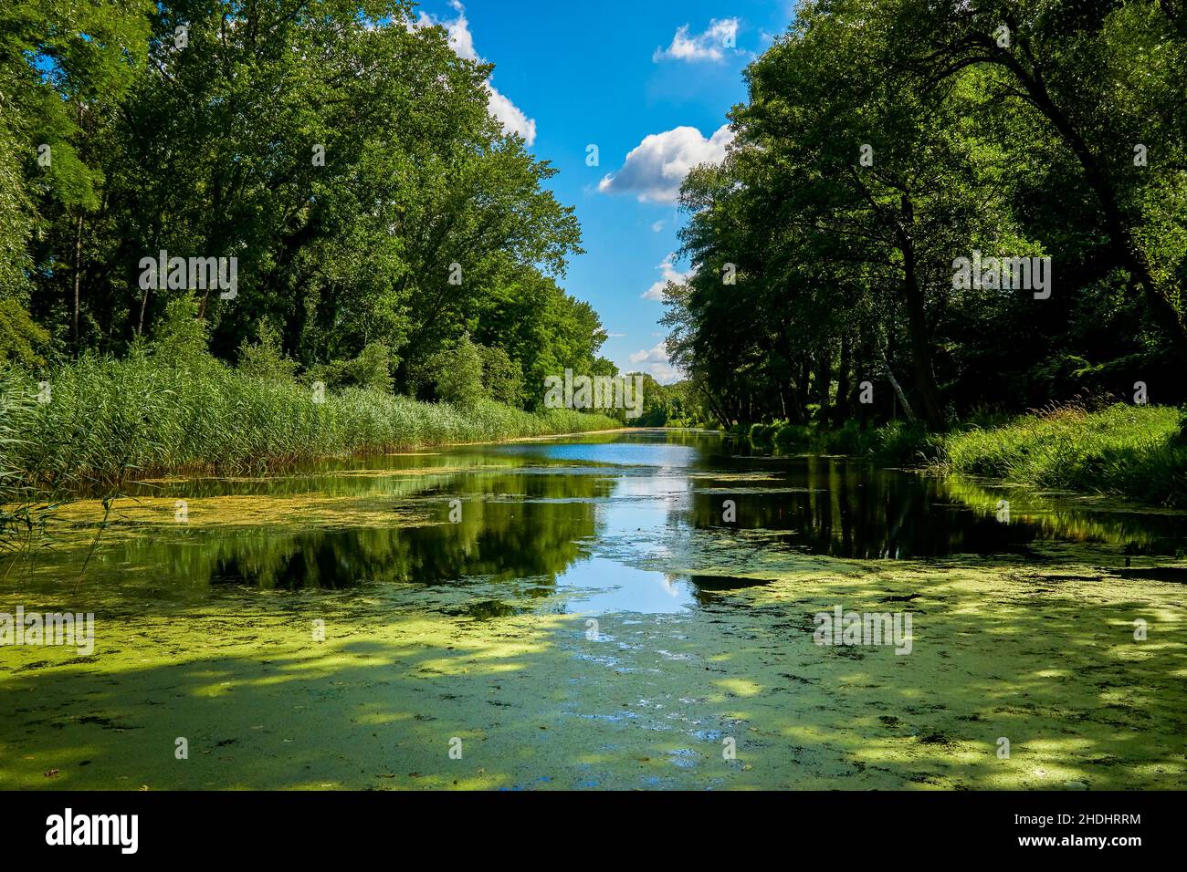 natura, fiume, duckweed, europa, natura, fiumi, anatre Foto Stock