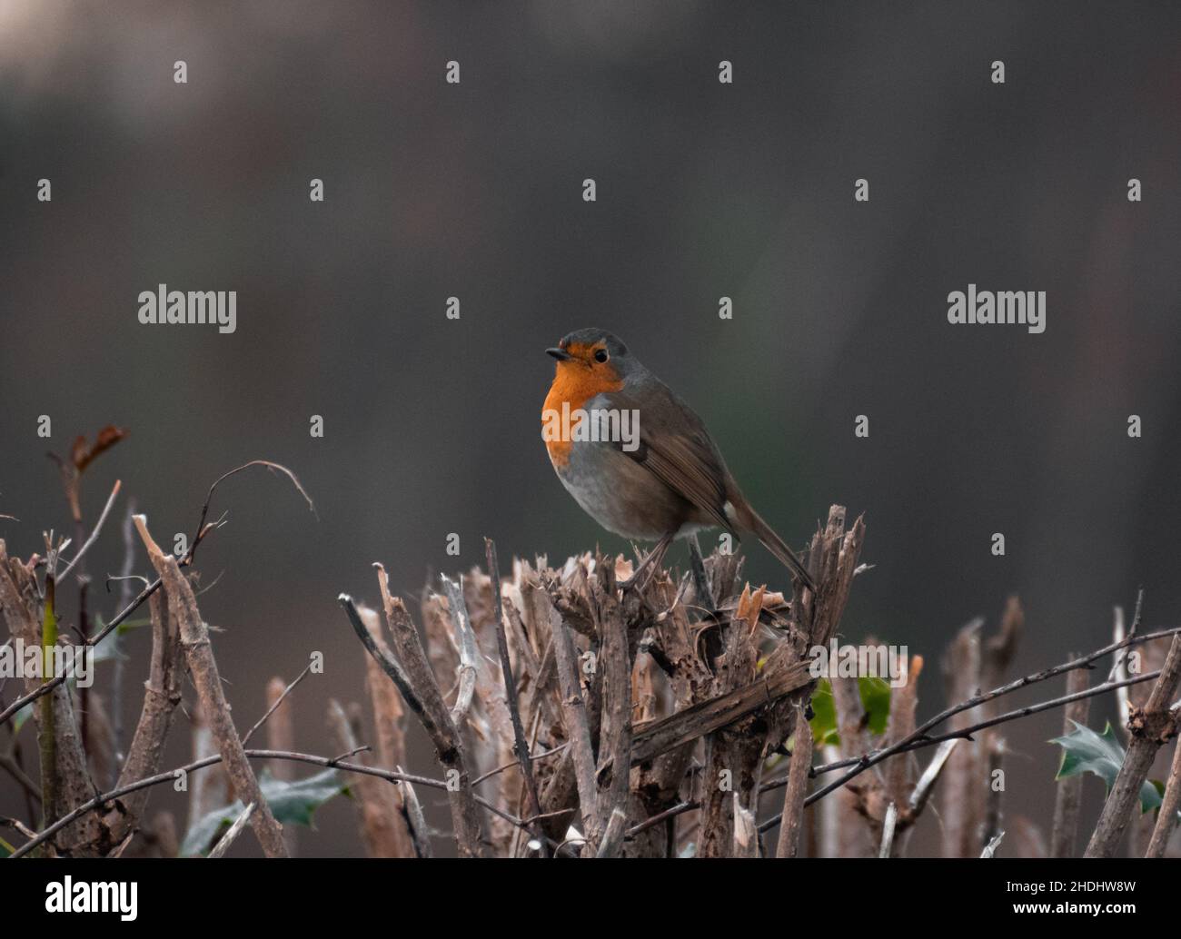 Robin redbreast arroccato su una siepe durante una fredda mattinata invernale nel Regno Unito Foto Stock
