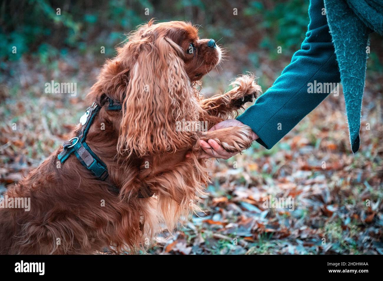 Cavalier King Charles Spaniel cane Foto Stock
