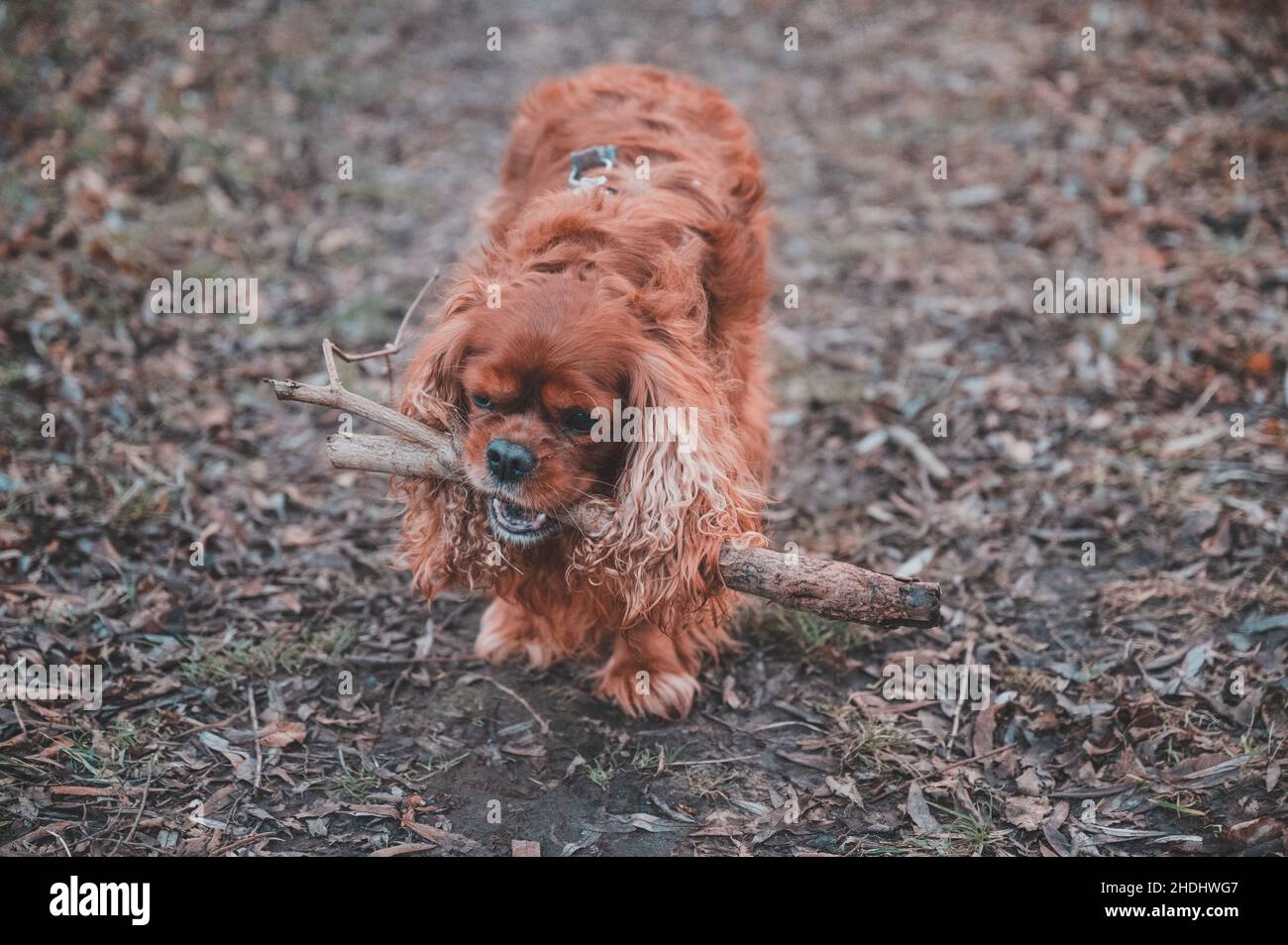 Cavalier King Charles Spaniel cane Foto Stock