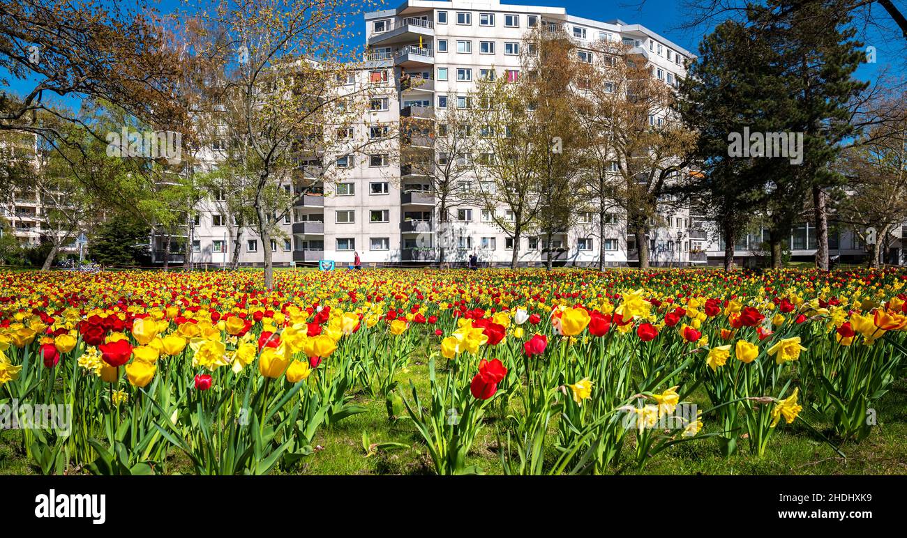 tulipani fiore, blocco di tenement, tulipani fiori, blocchi di tenement Foto Stock