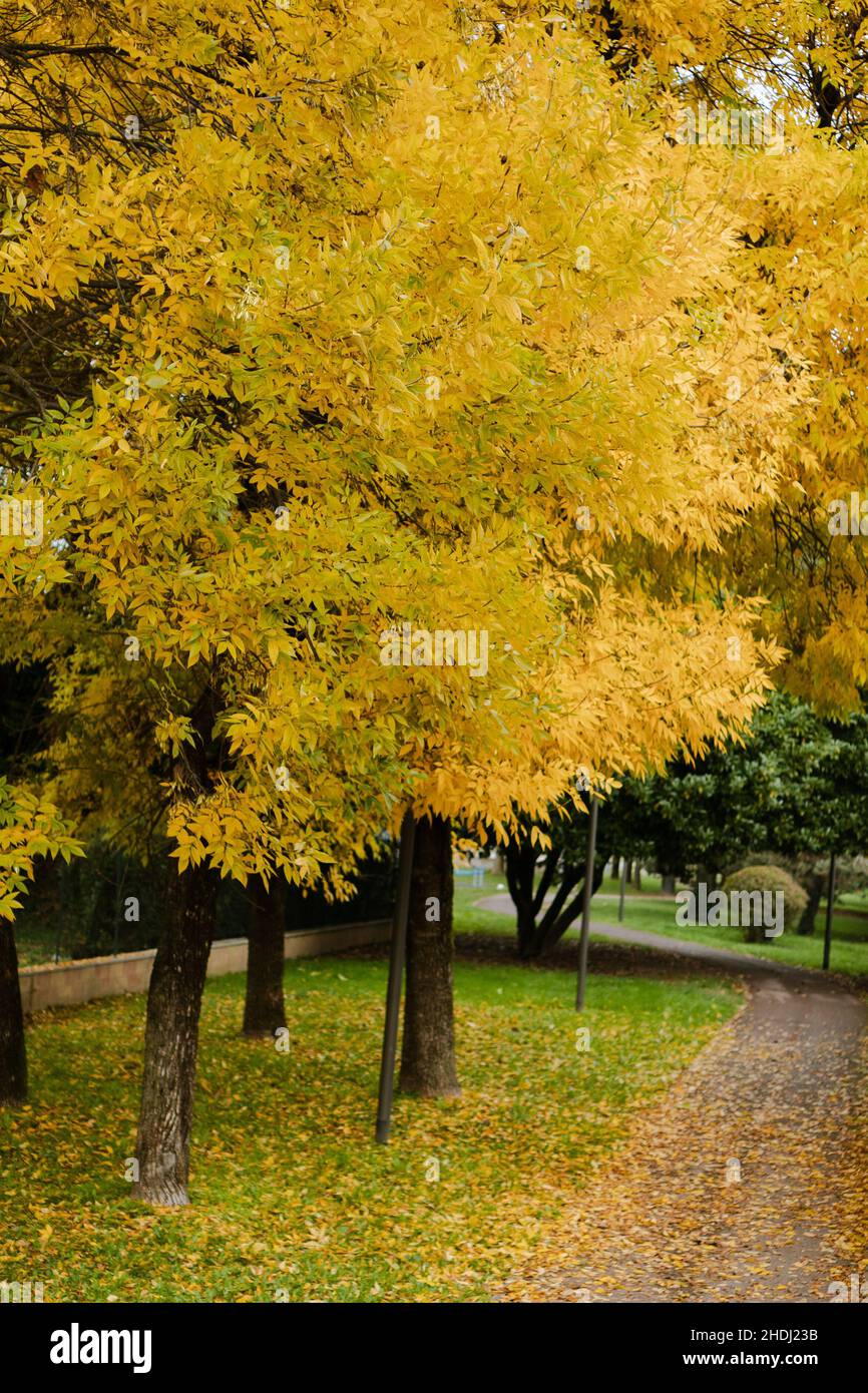 L'autunno è vestito di giallo Foto Stock