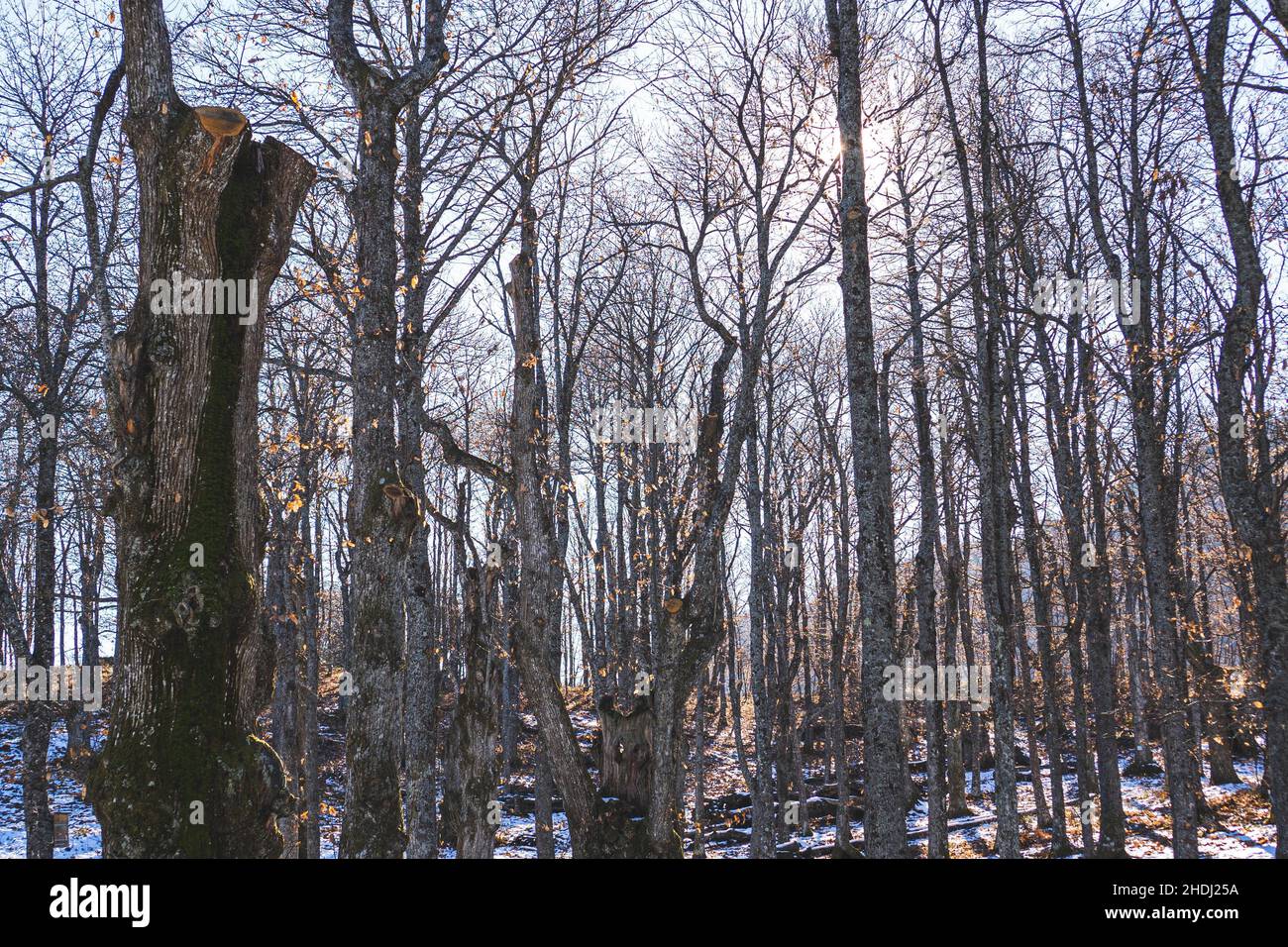 Un paesaggio di Poranceto, un castagneto vicino a Bologna Foto Stock