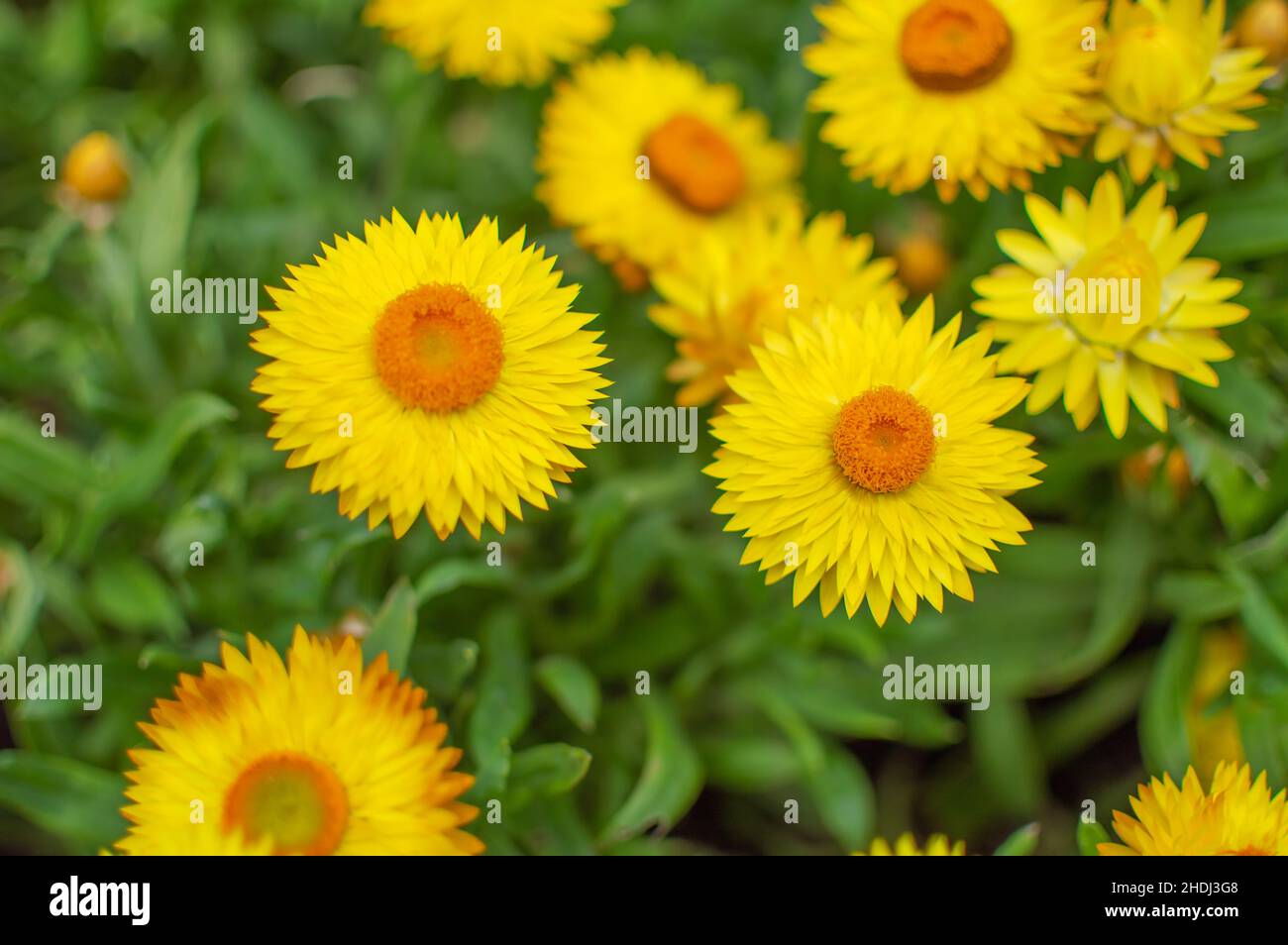 Sfondo giallo fiori in fiore Foto Stock