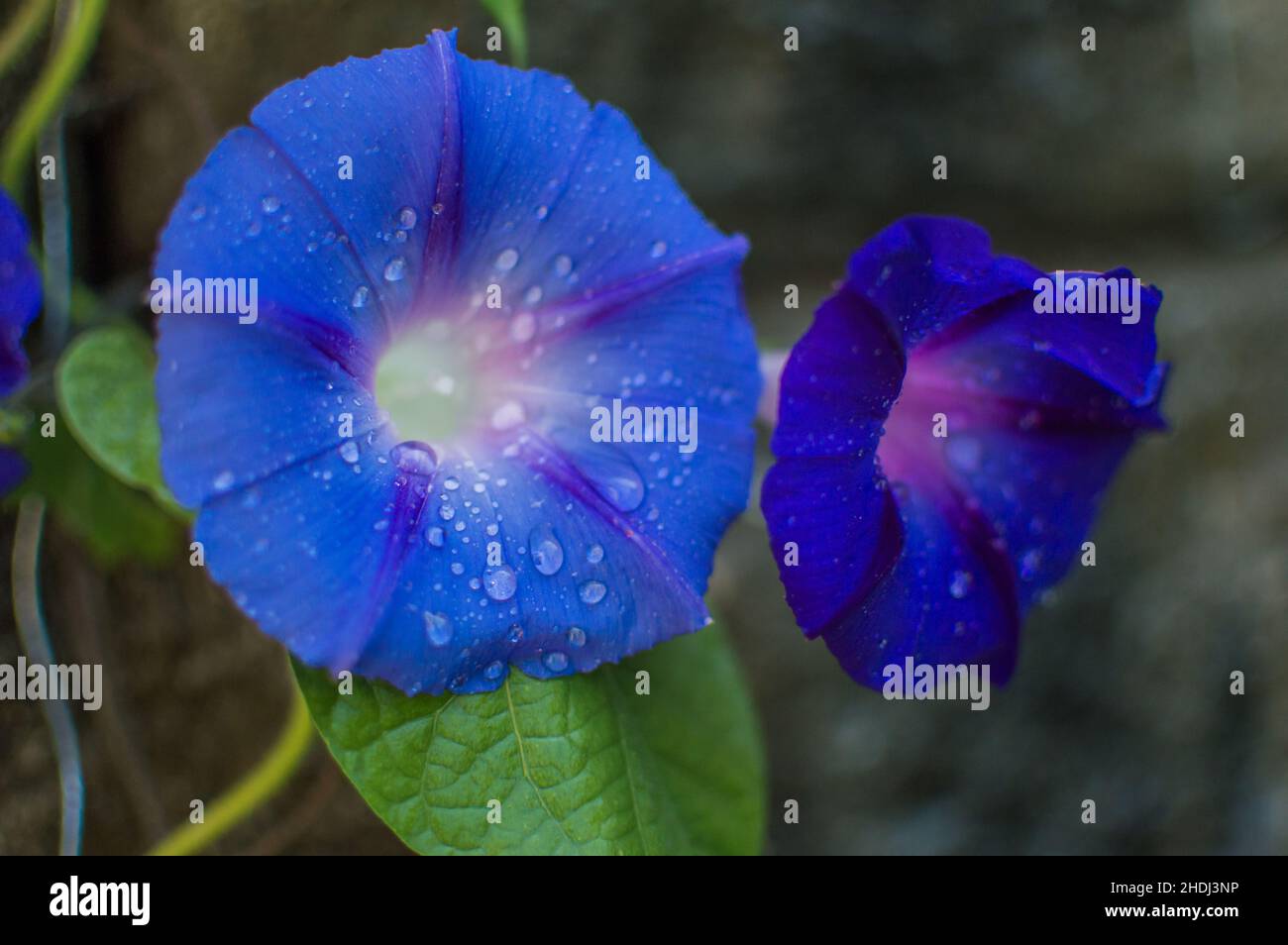 Fiori di gloria mattina blu Foto Stock