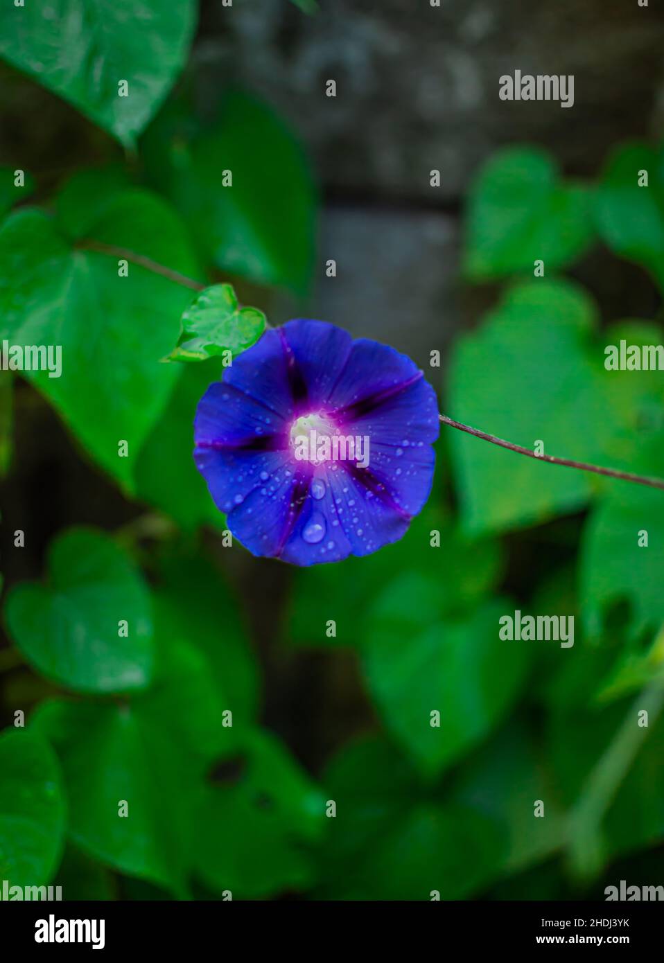 Fiori di gloria mattina blu Foto Stock