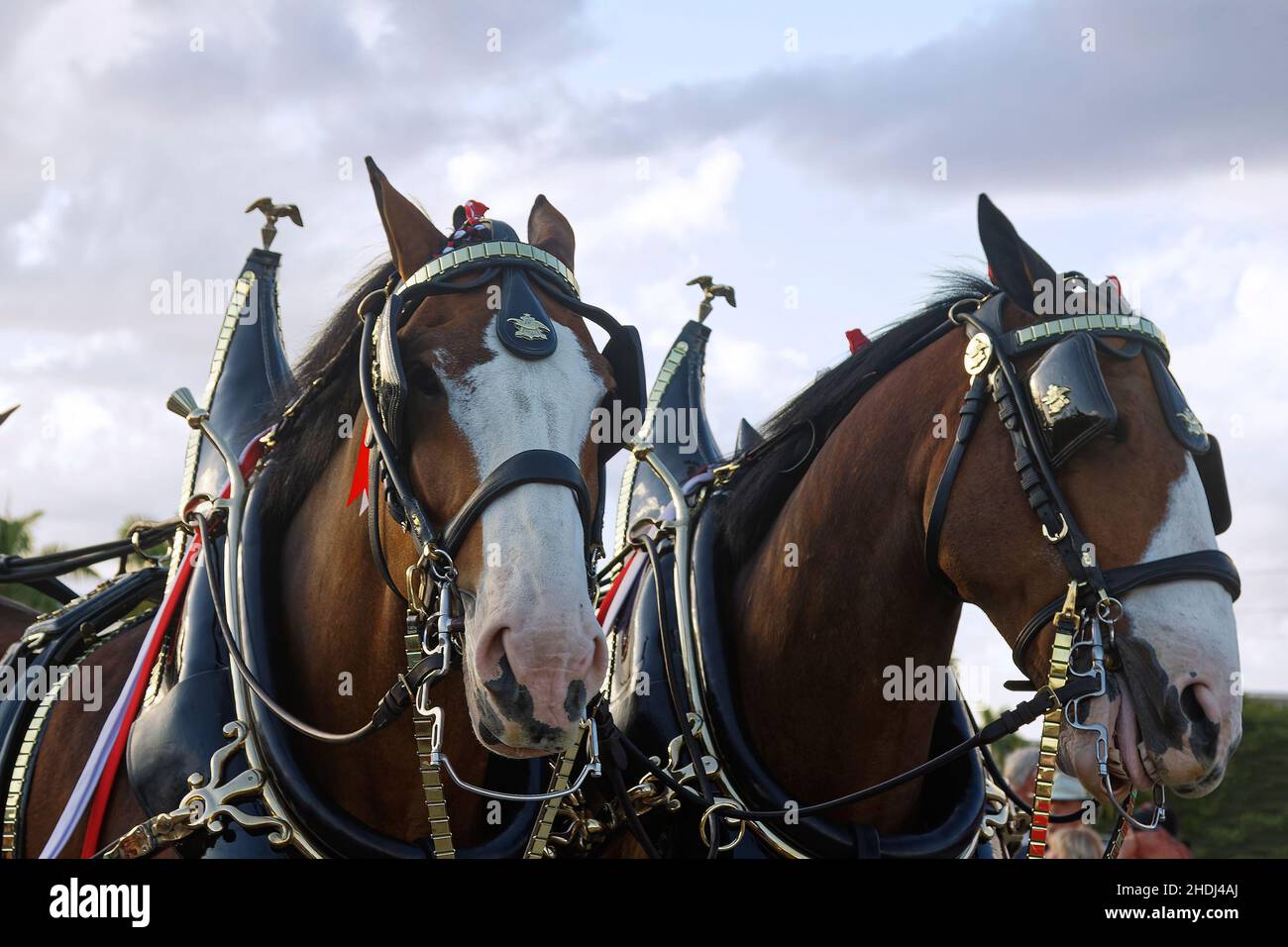 2 Clydesdales, primo piano, virata decorativa ornata, macinacaffè, grandi animali, Cavalli da tiro, colore baia, promozione birrificio Budweiser, Equus ferus caballus Foto Stock